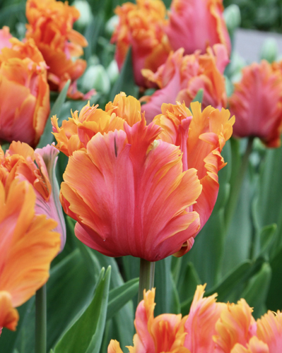 Tulipán papagájovitý Amazing Parrot  12/+, 100 kusov